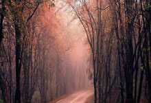 亚历山大31+8字母空砍三双 雷霆复仇雄鹿取3连胜.